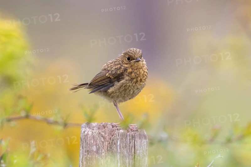 Robin (Erithacus rubecula) fledgling standing on a fence post, Sussex, UK