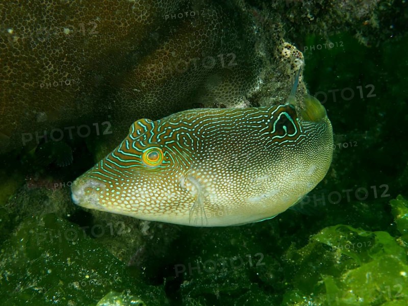 Dichotomyctere nigroviridis, labyrinth pufferfish (Canthigaster compressa), near seaweed in the ocean, Secret Bay dive site, Gilimanuk, Bali, Indonesia