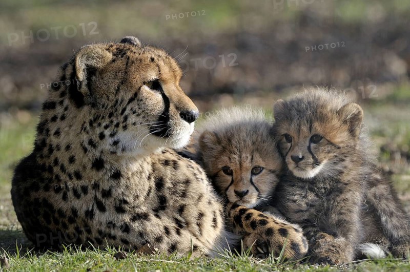 Cheetah, Acinonyx JubatusCheetah, Acinonyx Jubatus, Cub with Mother