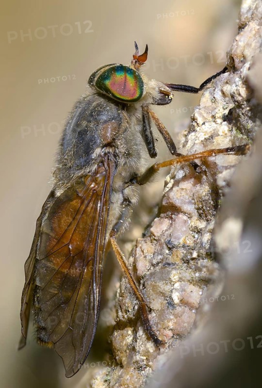 Brake spec., hybomitra spec., diptera, high size, portrait format, insects, two-winged birds