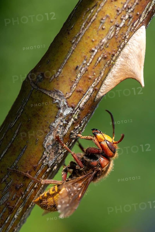 European hornet, hymenoptera, vespa crabro, wrinkle wasps, high size, portrait format, hornet, insects, insects