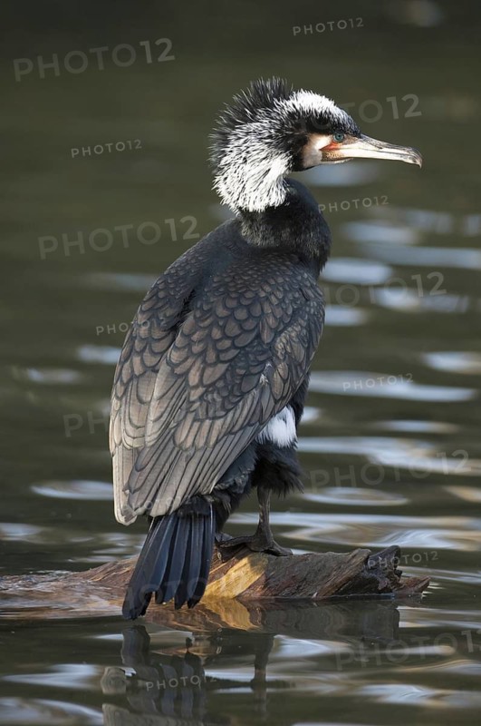 Animals, birds, cormorant (Phalacrocorax carbo), perching, biotope, habitat, foraging, Augsburg Zoo, Augsburg, Bavaria, Germany