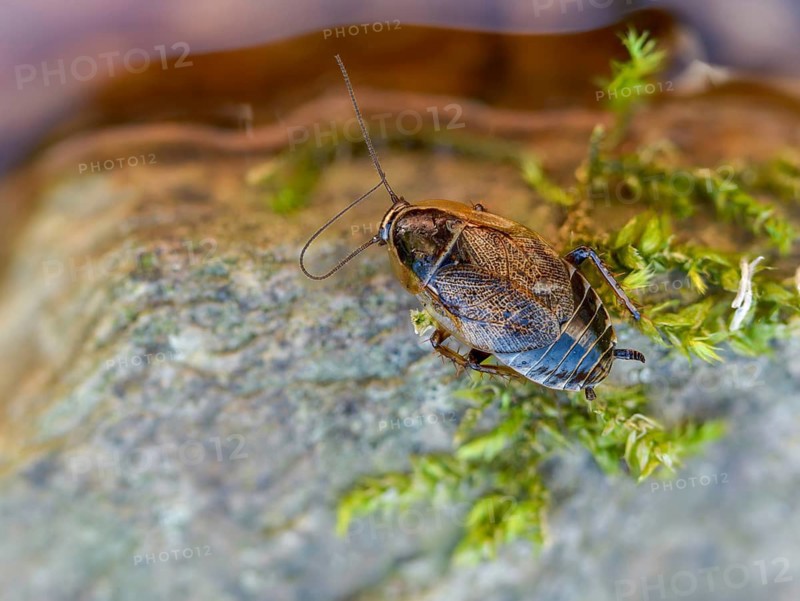 Dark woodcockroach, common woodcockroach, ectobius sylvestris, common woodcockroach, female, forest cockroach, insects, lesser cockroach, cockroach, female