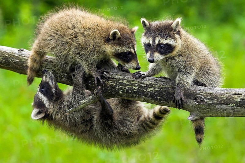 Raccoon (Procyon lotor), Minnesota, USA: Three live raccoons are playfully climbing and balancing on a branch