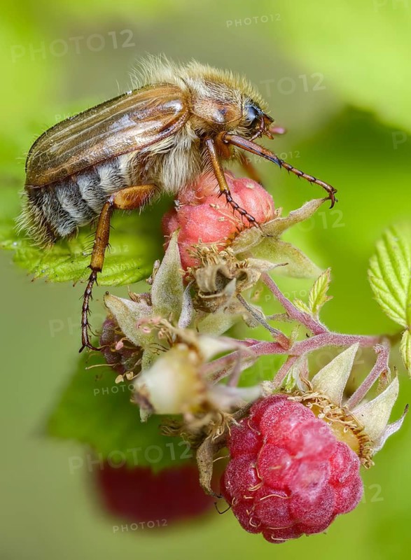 Amphimallon solstitiale, leaf horn beetle, curlew, European June beetle, ribbed curlew, June beetle, small May beetle, Scarabaeidae, Beetle, Coleoptera, high size, portrait format, insects, beetles, summer chafer