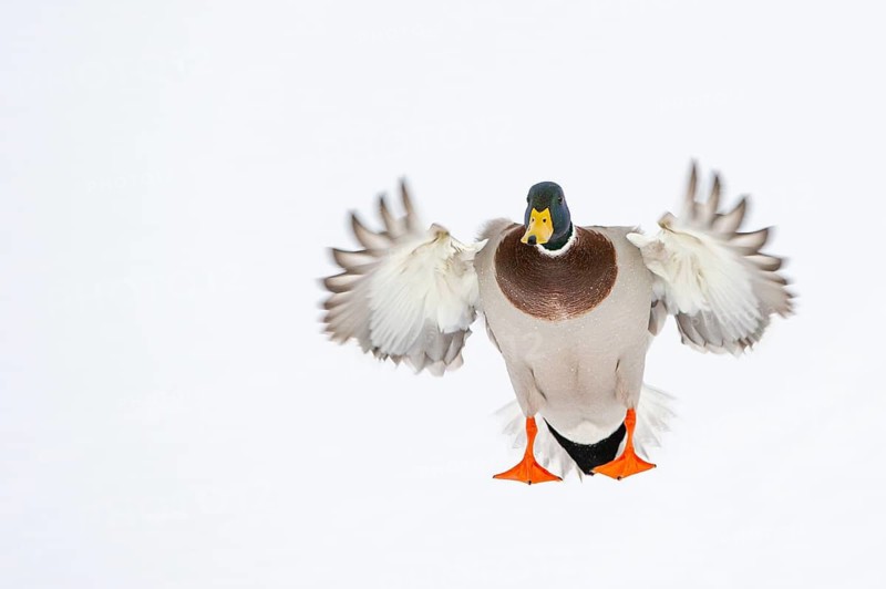 Flying mallard (anas platyrhynchos) in the snow, Vechta, Lower Saxony, Germany