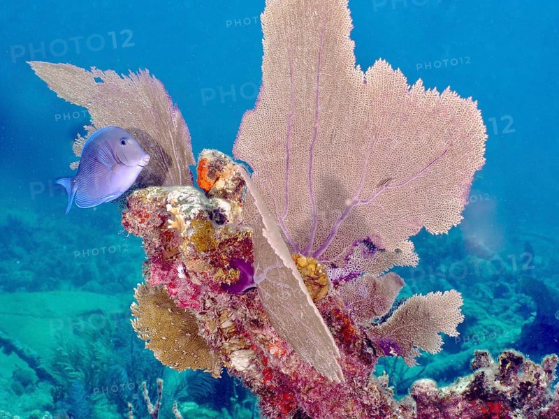 Atlantic blue tang (Acanthurus coeruleus) next to a Venus fan (Gorgonia ventalina) in tropical waters, at the John Pennekamp Coral Reef State Park dive site, Key Largo, Florida Keys, Florida, USA