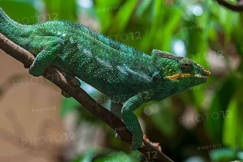 Panther chameleon, terrarium at Nuremberg Zoo, Nuremberg, Middle Franconia, Bavaria, Germany. PR available
