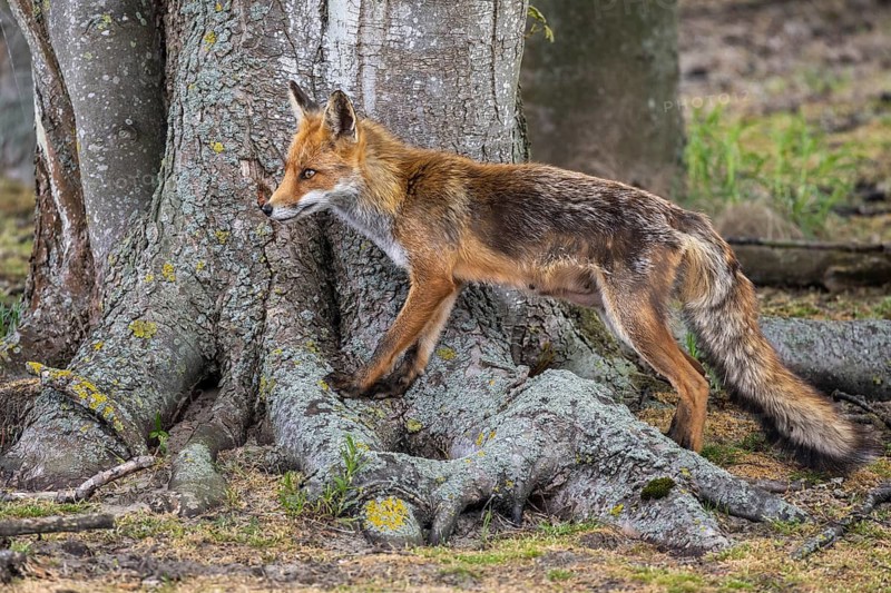 Red fox (Vulpes vulpes), Zandvoort, Netherlands