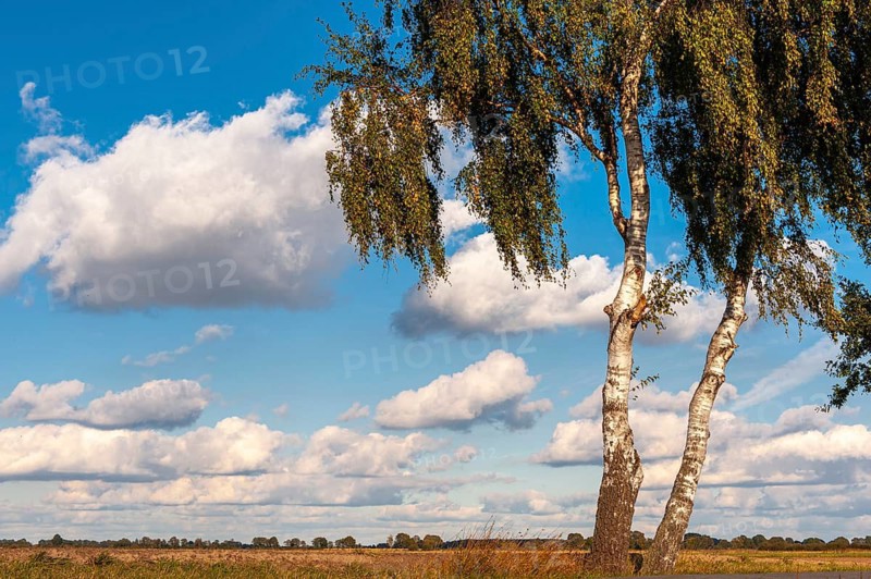 Two birch trees (Betula) at the edge of a field against a cloudy sky
