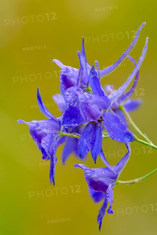 Field larkspur, consolida regalis, field larkspur, forking larkspur, buttercup family, ranunculaceae, delphinium, rocket larkspur, field weed, flora, high size, vertical format, plants, plants