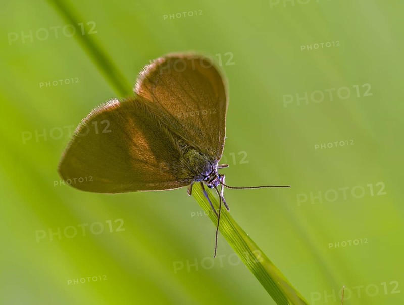 Drab Looper, Minoa Murinata, Milkweed, Insects, Moths, Moths, Moths, Butterflies