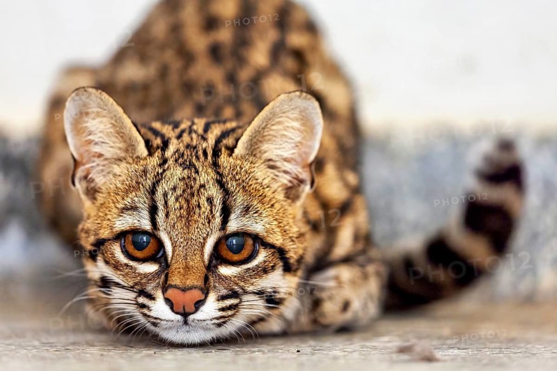 A cat is lying on the ground, staring intently at the camera. A tiger cat in an enclosure in Petrolina, Brazil (Leopardus tigrinus)