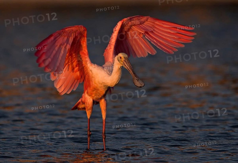 Animals Birds Roseate spoonbill (Ajaia ajaia), Florida