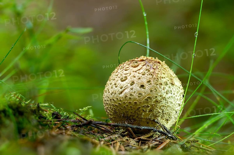 Bovist, thick-skinned potato bovist, fire mushroom, poisonous ball mushroom, potato bovist, smoke mushroom, sand truffles, pork truffles, scleroderma citrinum, scleroderma vulgare, sclerodermataceae, common earth ball, fungi, fungus, pigskin poison puffball, mushrooms