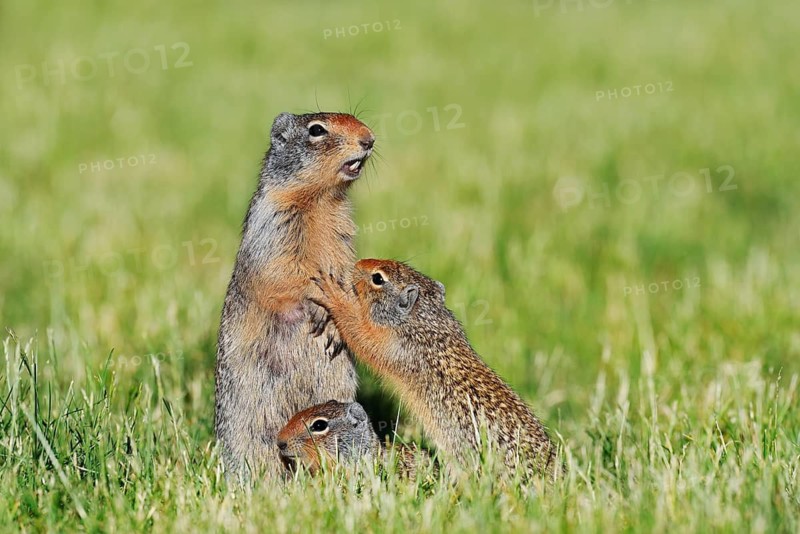 Columbian ground squirrel (Urocitellus columbianus, Spermophilus columbianus), female with young, Waterton Lakes National Park, Alberta, Canada