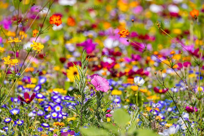 Flower meadow with blooming colorful flowers on the island of Reichenau in Lake Constance. Reichenau, Baden-Württemberg, Germany