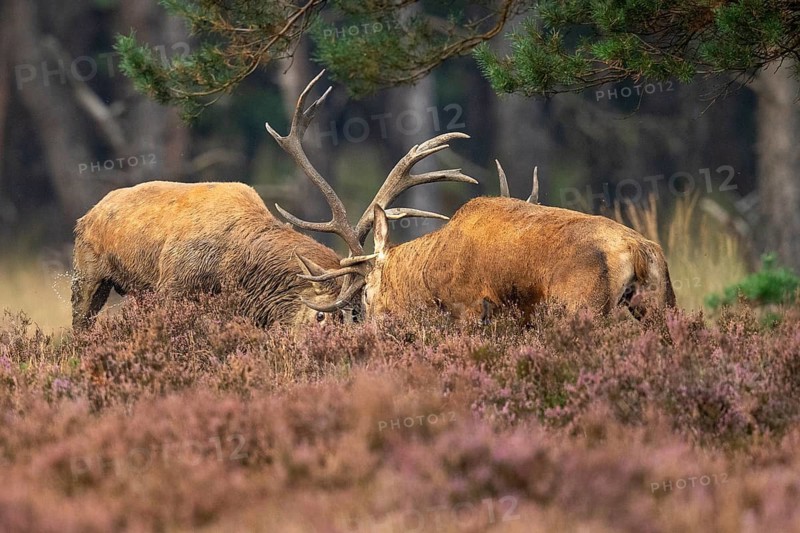 Red deer (Cervus elaphus), fight, Hoenderloo, Gelderland, Netherlands