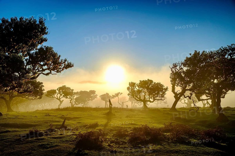 Trees in fog with sunbeams at golden hour, Laurel Forest, Fanal, Madeira, Portugal