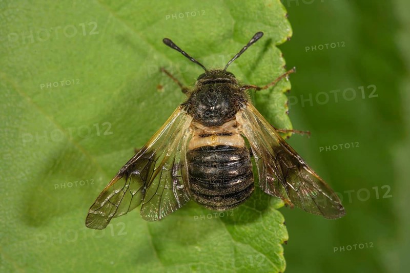 A honeysuckle sawfly (Zararea fasciata) with transparent wings and a black body is perched on a green leaf, Baden-Württemberg, Germany