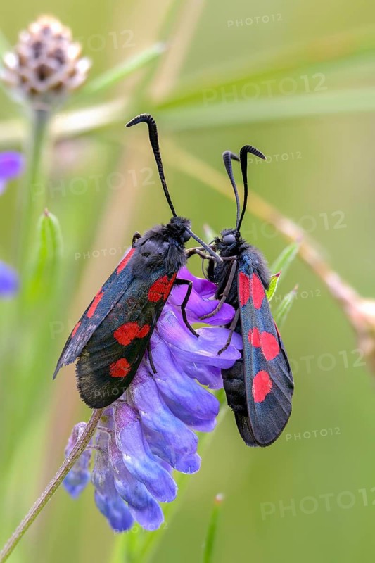 Wet meadow ram, five-spot burnet, clover ram, marsh horn clover ram, zygaena trifolii, blood droplets, high size, portrait format, insects, moths, moths, moths, butterflies, ram