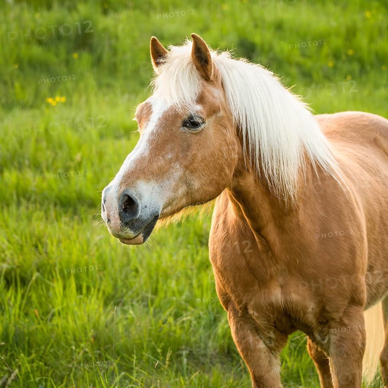 Horse, Haflinger, gelding, portrait, evening, in the pasture