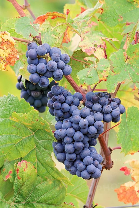 Grapes on the vine, Pinot Noir or Pinot Noir grape variety, Alsace, Grand Est, France