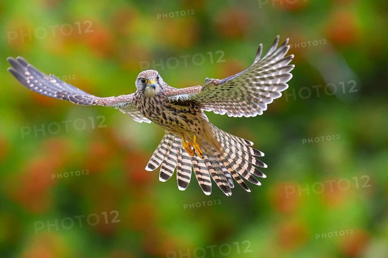 Common Kestrel in flight, Solling, Neuhaus, Lower Saxony, Germany