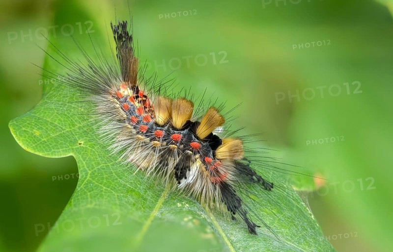 Brush spinner, owl moth, small brush spinner, Lymantriinae, noctuidae, orgyia antiqua, sloe spinner, carrier spinner, butterfly, inchworm, insects, moths, moths, moth, caterpillar, rusty tussock moth, butterfly, vapourer