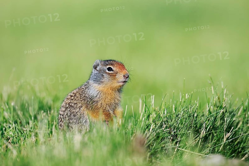 Columbia ground squirrel (Urocitellus columbianus, Spermophilus columbianus), juvenile sitting in a meadow, Waterton Lakes National Park, Alberta, Canada
