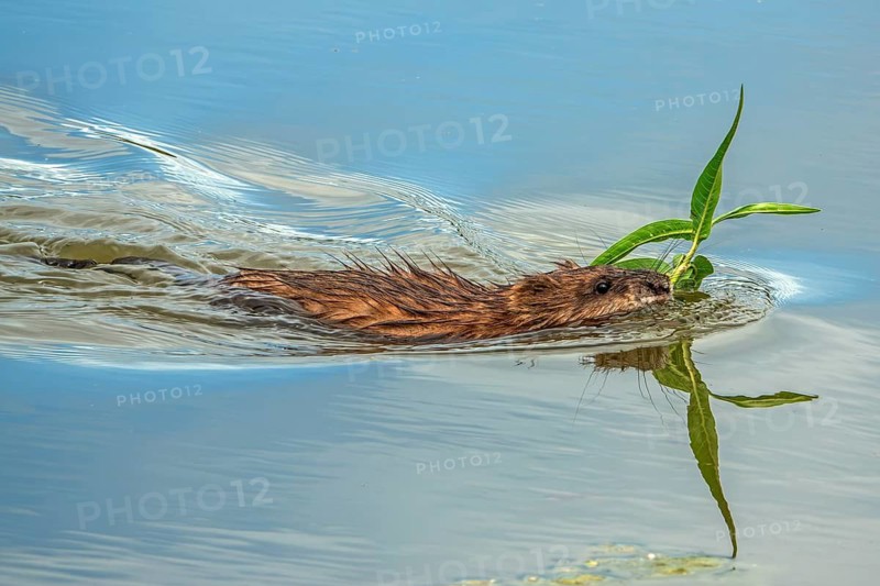 A beaver (Castoridae) with a plant in its mouth is swimming in the water, a small lagoon, Dossenheim, Rhein-Neckar district, Baden-Württemberg, Germany