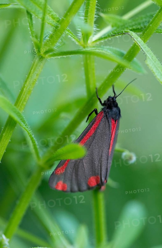 Blood bear, jacobscraut bear, carmine bear, Tyria jacobää, butterfly, cinnabar moth, high size, portrait format, insects, moths, moths, moths, butterfly