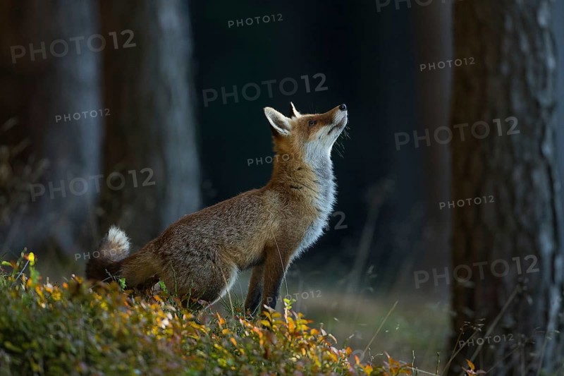 Fox, red fox (Vulpes vulpes), biotope, habitat, foraging, young animal, cubs