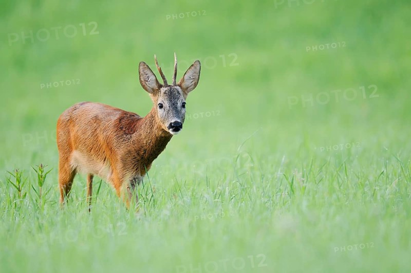 European roe deer (Capreolus capreolus), a roebuck standing in a meadow, North Rhine-Westphalia, Germany