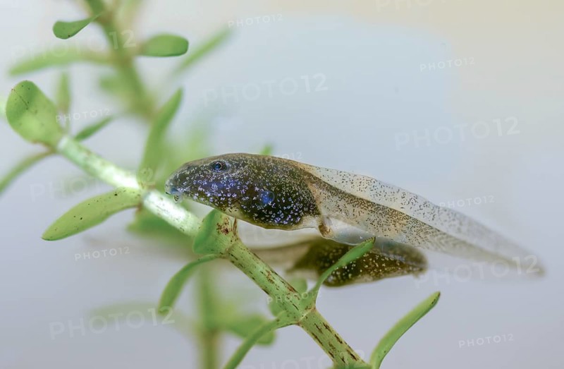 Common frog, rana temporaria, amphibians, amphibians, frog, frog, frogs, tadpole, larva, amphibians, four weeks old