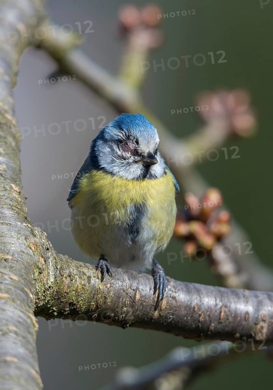 Blue tit, parus caeruleus, birds, high size, portrait format, sick, tit, passeri, songbirds, songbirds, tits, injured, injury, birds