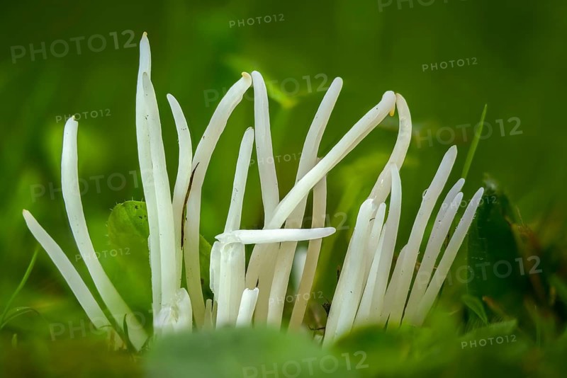 Clavaria fragilis, Clavaria vermicularis, fairy fingers, white spindle, white worm coral, meadow leg, worm-shaped tuft leg, worm-shaped club, worm-shaped meadowleg, fairy fingers, fungi, fungus, mushrooms, white spindles, white worm coral