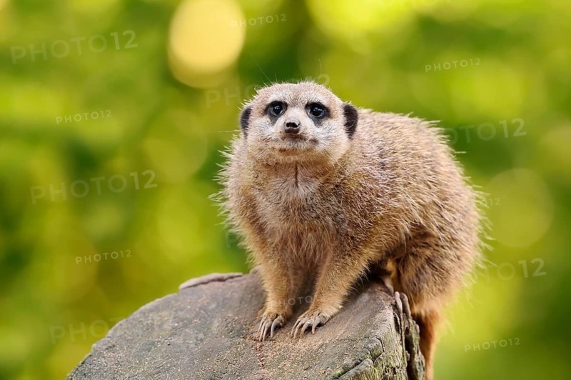 Meerkats (Suricata suricatta), in captivity, found in southern Africa
