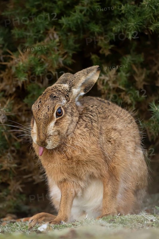 European brown hare (Lepus europaeus) adult animal in grassland, England, United Kingdom