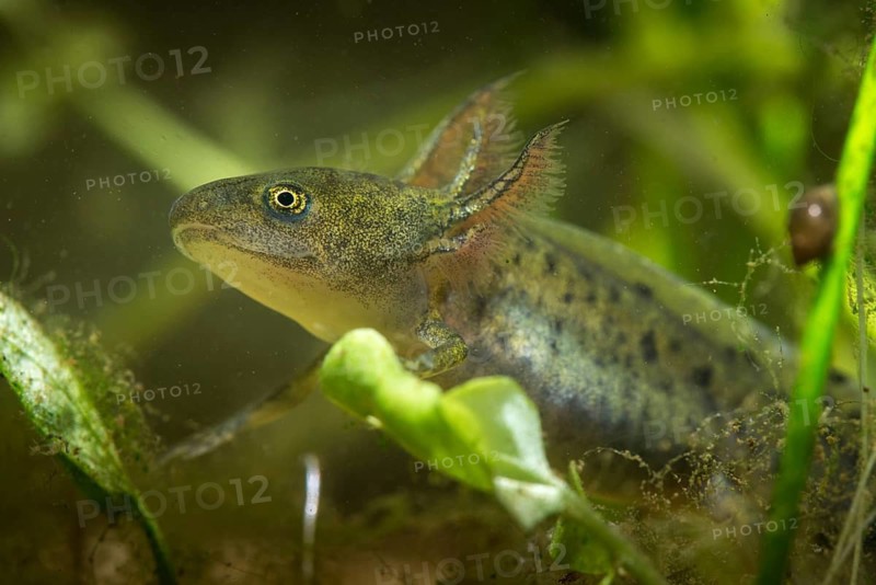 Great Crested Newt, Crested Newt, Northern Crested Newt, Triturus Cristatus, Amphibians, Amphibians, Larva, Larva, Amphibian, Northern Crested Newt, Warty Newt