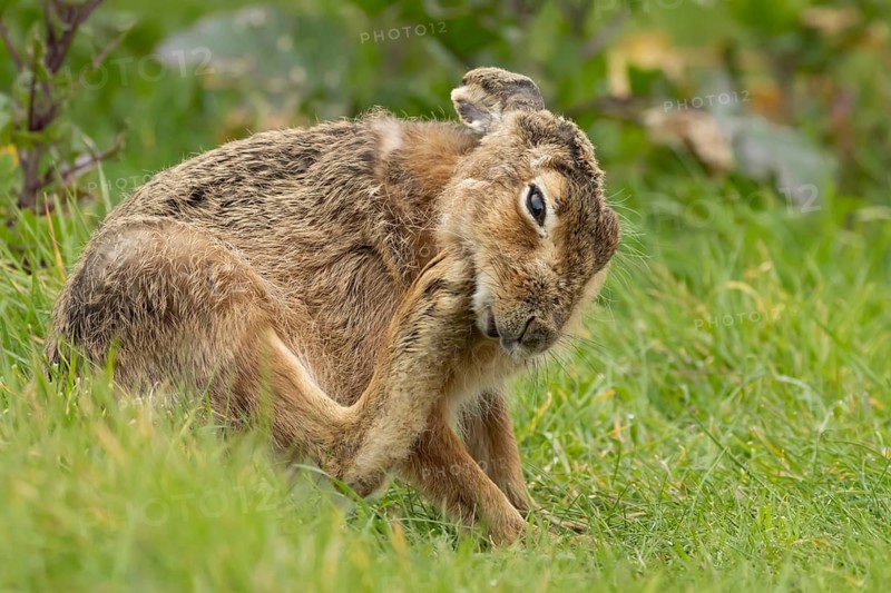 European brown hare (Lepus europaeus) adult animal in grassland, England, United Kingdom