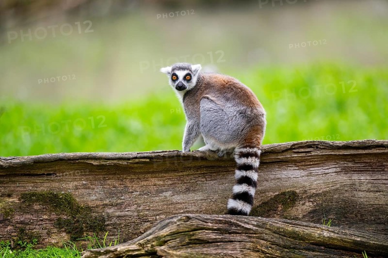 Ring-tailed lemur (Lemur catta) sitting on an old tree trunk, captive, Germany