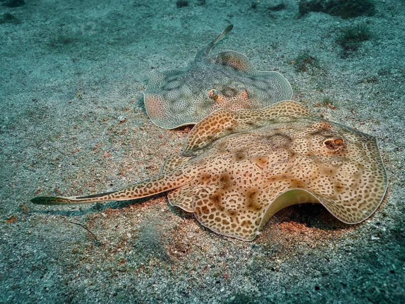 Two stingrays with distinctive markings, leopard stingrays (Urobatis pardalis), resting on a sandy seabed at the Sombrero Reef dive site, Playa Flamingo, Costa Rica, Pacific Ocean