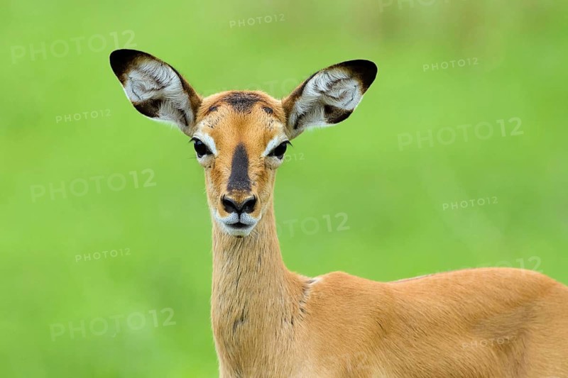 Animals, Mammals, Africa, Tanzania, Impala (Aepyceros melampus), Portrait