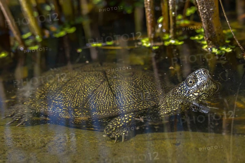 European Pond Tortoise, European Pond Turtle, European Swamp Turtle, Reptilia, Reptilia, Turtles, Turtles