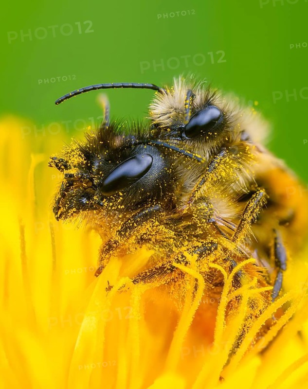 Apidae, bees, horned mason bee, hymenoptera, mason bee, osmia cornuta, high size, portrait format, insects, copula, mating