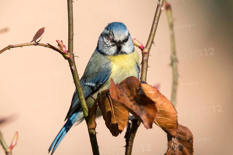 Blue tit, parus caeruleus, birds, sick, tit, passeri, songbirds, songbirds, tits, injured, injury, birds