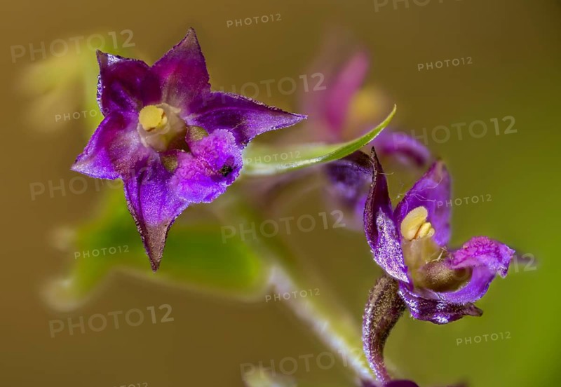 Brown-red sitter, epipactis atrorubens, orchidaceae, orchids, orchid family, red-brown stendelwort, sitter, dark-red helleborine, flora, plants, plants, royal helleborine