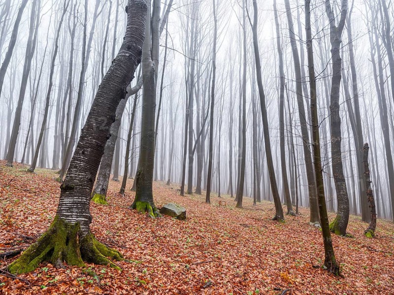 Bare trees in fog, Maramures, Romania
