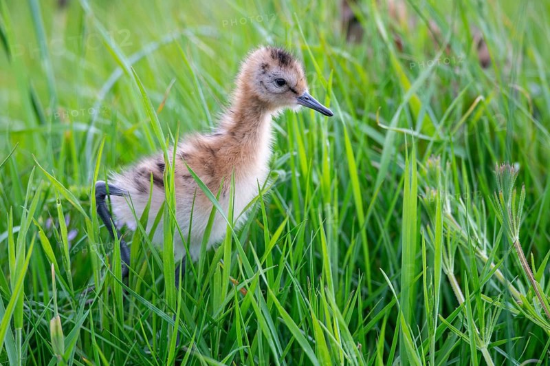 Black-tailed gown Limosa limosa) with chicks at the nest in a wet meadow, De Waal, Texel, the Netherlands